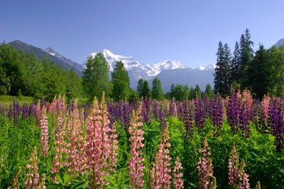 Mount Robson Flowers